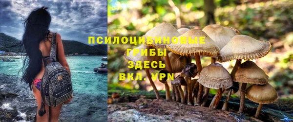 трава Белокуриха